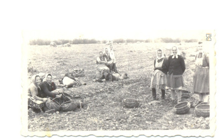 Pityókaszedés, 1973. szeptember