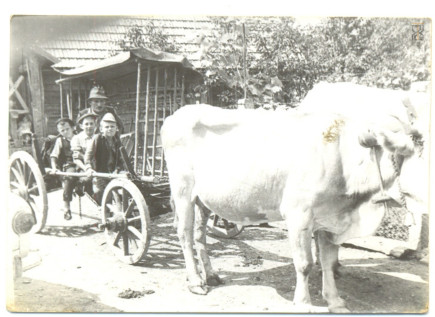 Boga Dávid, Sass Dávid és Sass Lajos ökrös szekéren - 1971